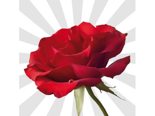 seniorengeluknl-is-d-ontmoetingsplaats-voor-senioren